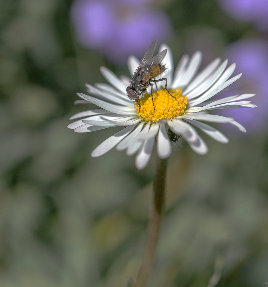 Heut im Garten...