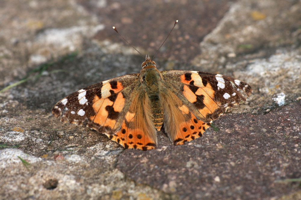 Heut im garten....