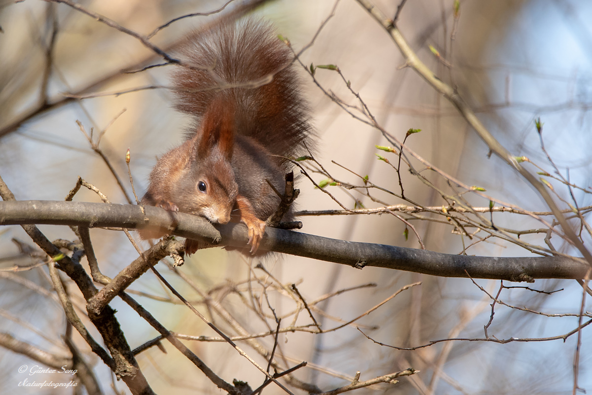 Heut im Wald 2