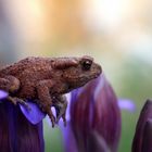 heut in meinem Garten