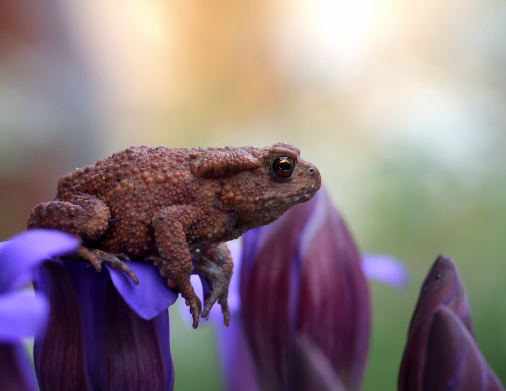 heut in meinem Garten