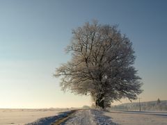 heut ist Baumtag