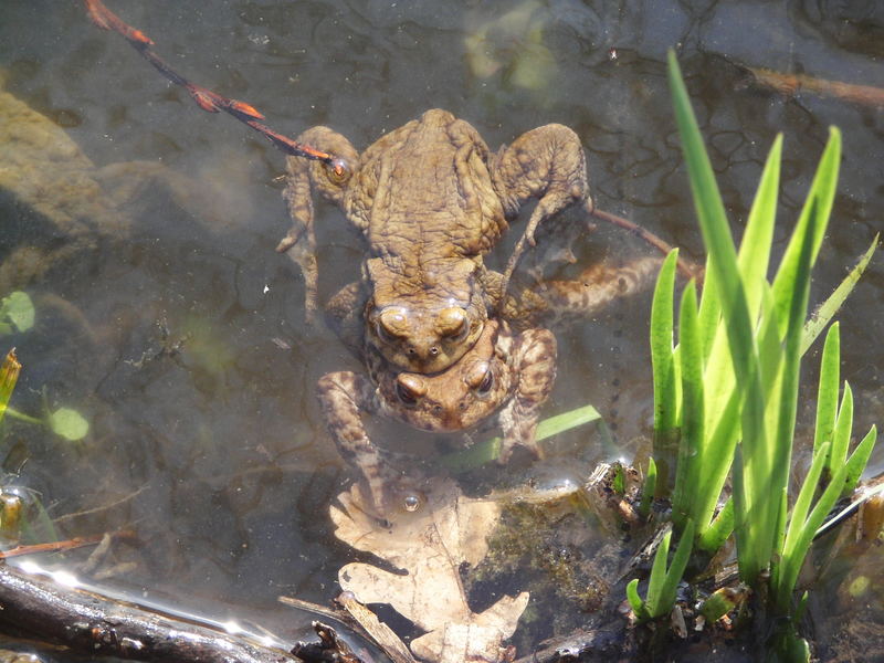 Heut ist ein Fest bei den Fröschen am See Foto & Bild tiere, wildlife