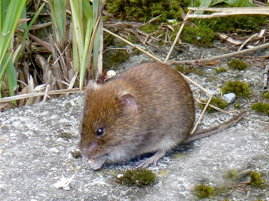 Heut ist ein Fest bei den Mäusen im Wald ...