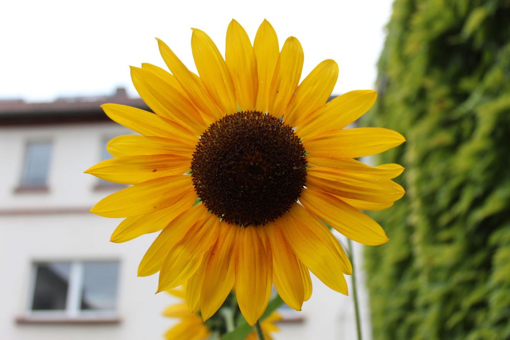 heut ist es zwar bedeckt aber ich hab ja Sonne-blumen