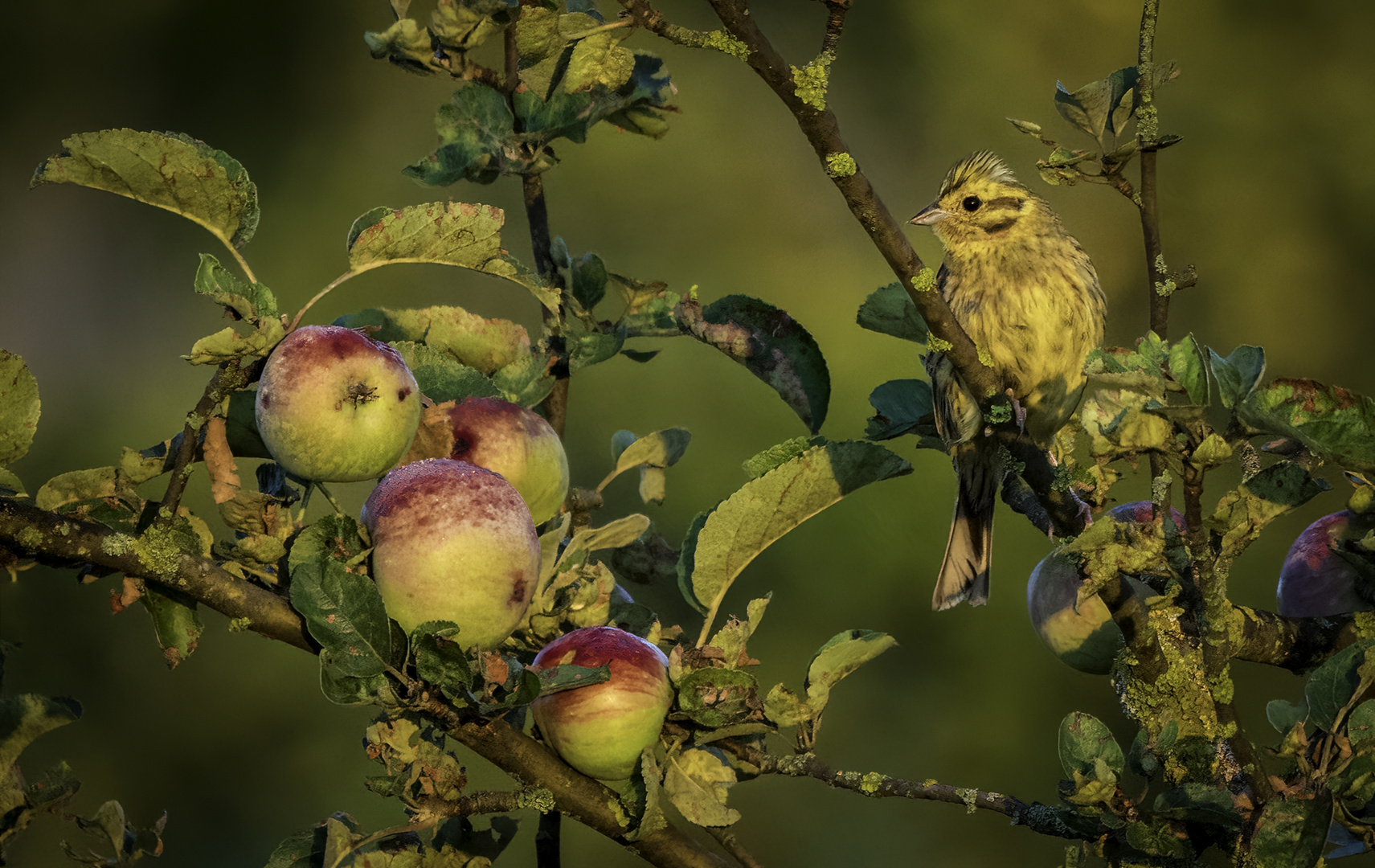 "HEUT IST OBSTTAG"