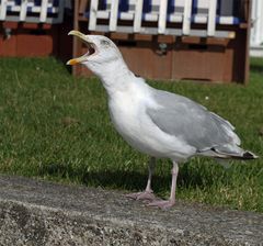 "Heut ist Welttiertag"