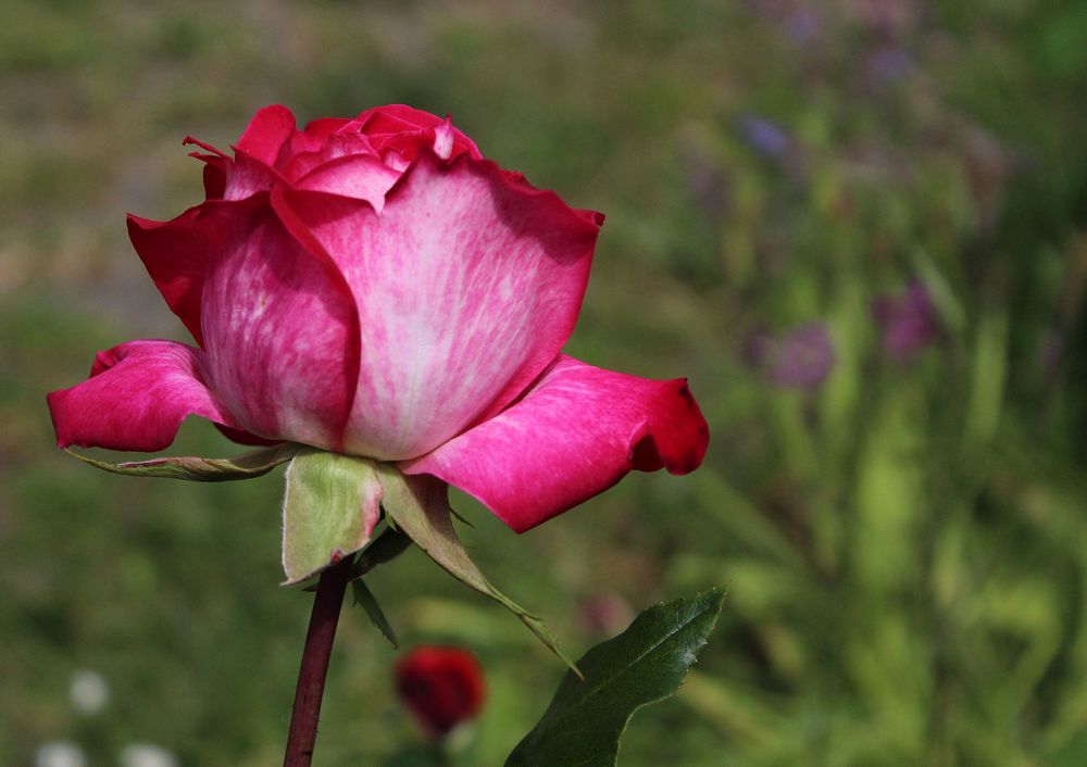 Heut ist wieder Freitagsrosen - Tag