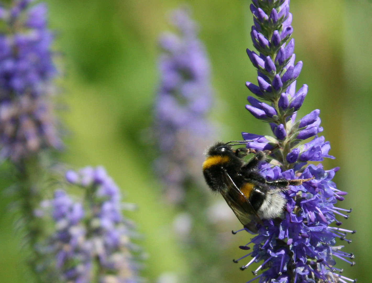 heut ist wieder was los im Lavendel