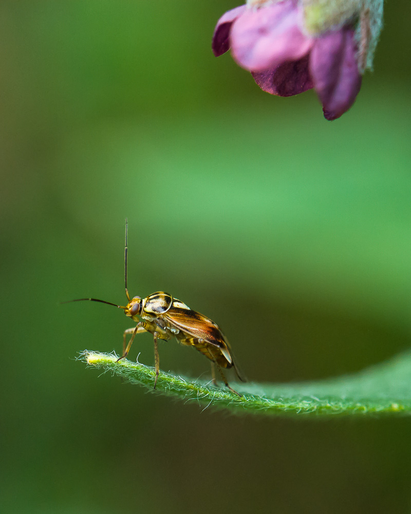 Heut' mach ich's mir gemütlich unter der violetten Höhensonne (nach Korrektur)