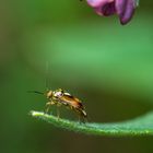 Heut' mach ich's mir gemütlich unter der violetten Höhensonne (nach Korrektur)