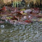 Heut möcht ich kein Wasserläufer sein, im Teich.