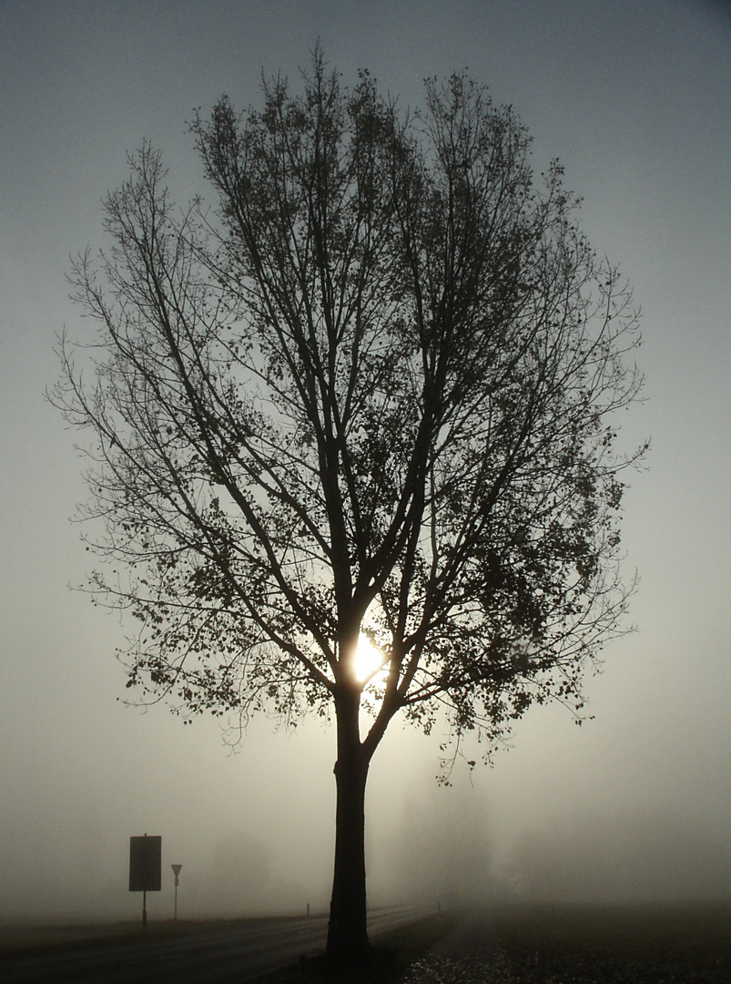 heut Morgen im Nebel