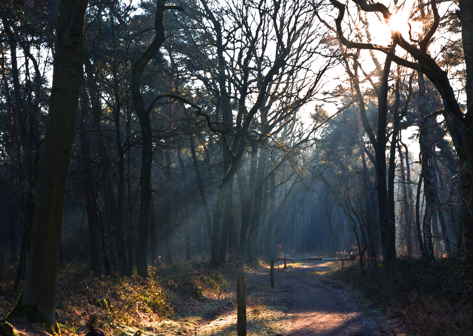 Heut morgen im Wald 2