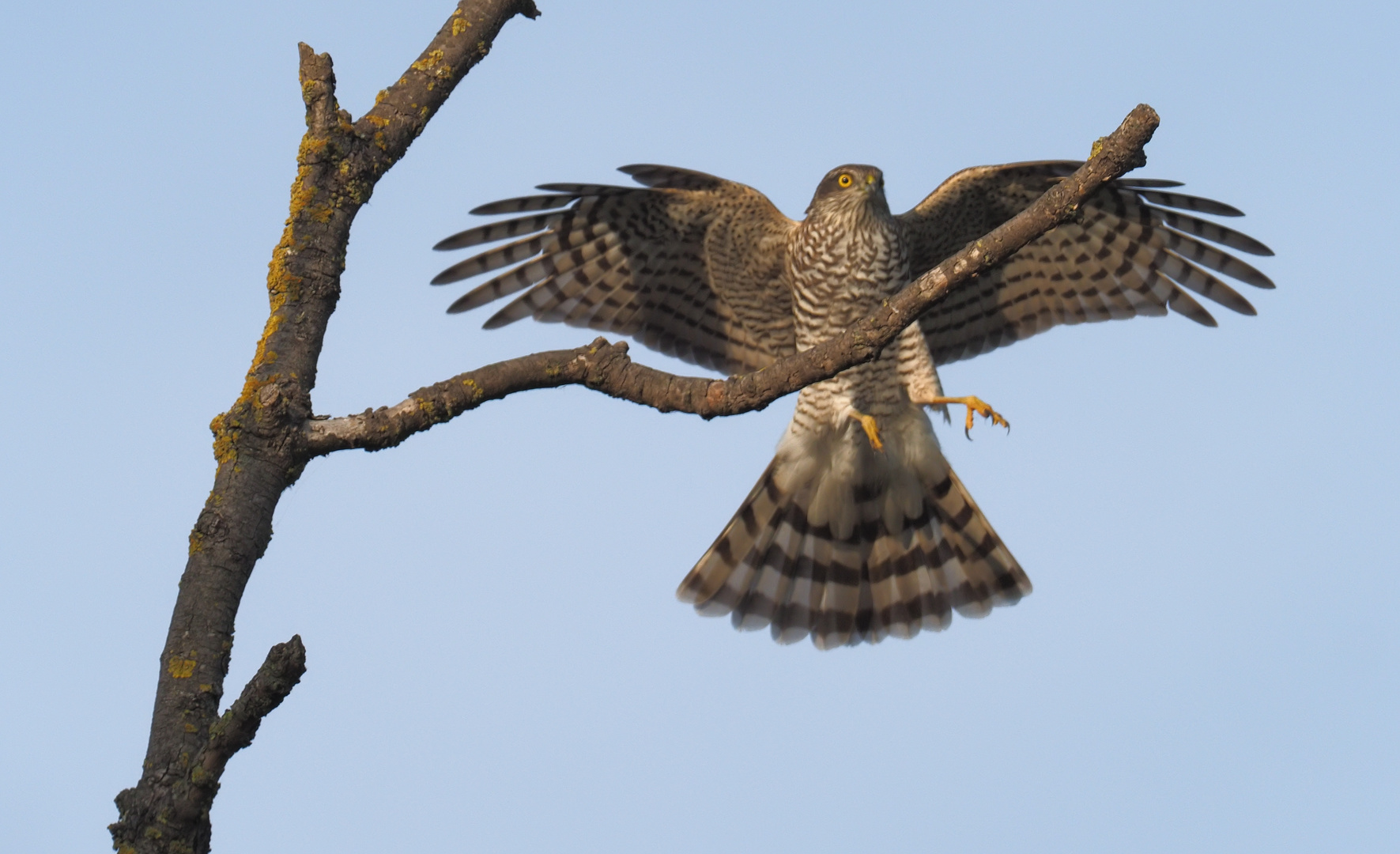 Heut nach dem büro - hatte schon vergessen, dass es vögel gibt