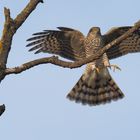 Heut nach dem büro - hatte schon vergessen, dass es vögel gibt