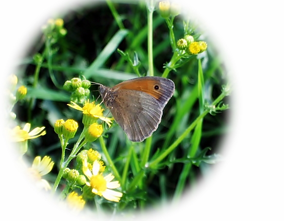 heut nacht hab ich geträumt ich sei ein schmetterling ...