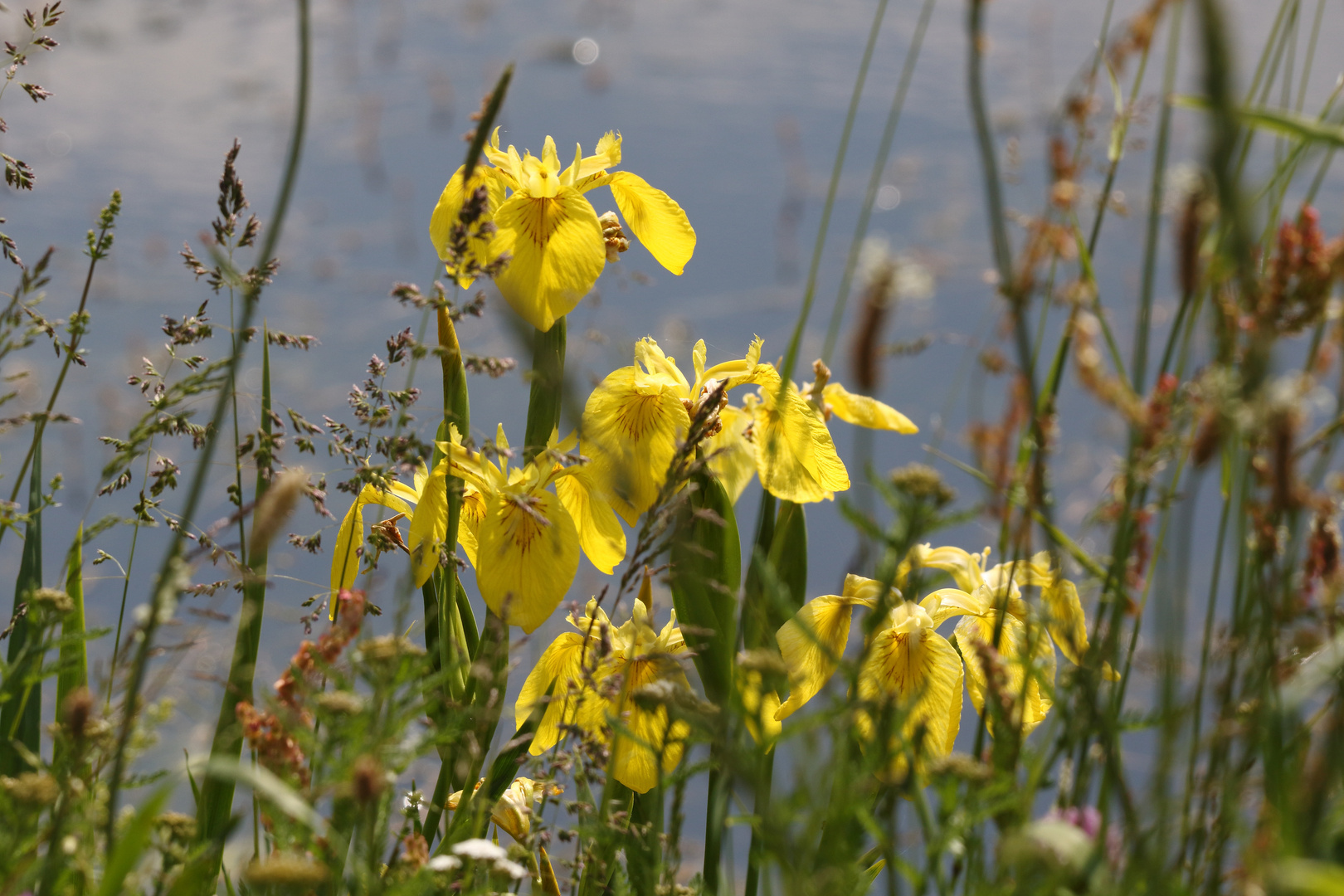 "Heut NUR mal was Blumiges von Uferrand"