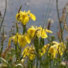 "Heut NUR mal was Blumiges von Uferrand"