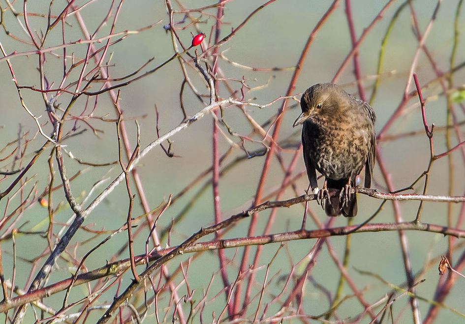 Heut nur ne Amsel