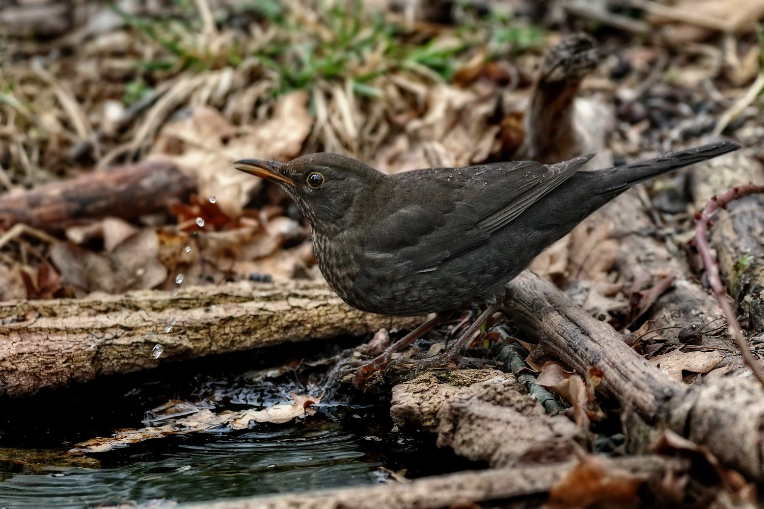 "Heut nur ne Amsel ..."