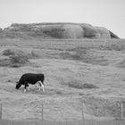 Heut' stehn die Rindviecher vorm Bunker.