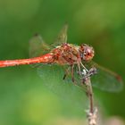 Heut war die "Rote Heidi" im Kurpark Aspach