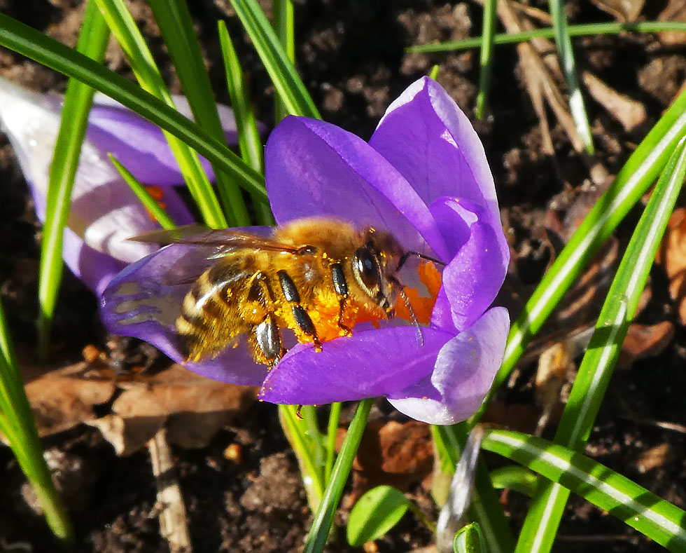 Heute 1. Biene