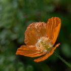 Heute - 16.Nov. - aus dem Garten !