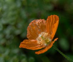 Heute - 16.Nov. - aus dem Garten !