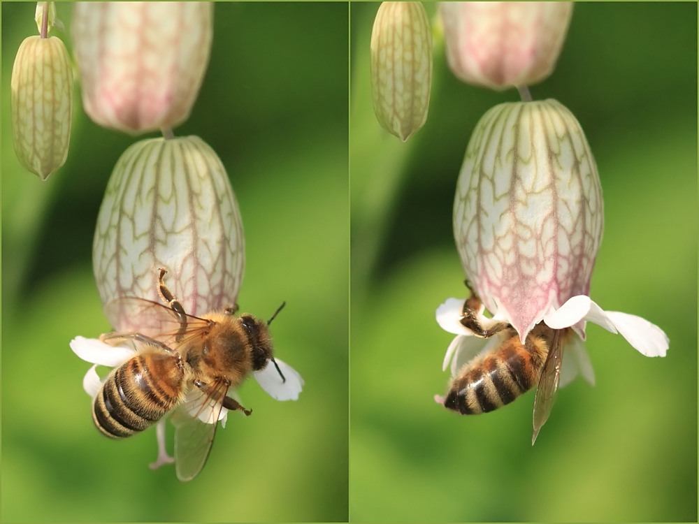 Heute (20.5.) ist Weltbienentag!