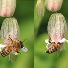 Heute (20.5.) ist Weltbienentag!