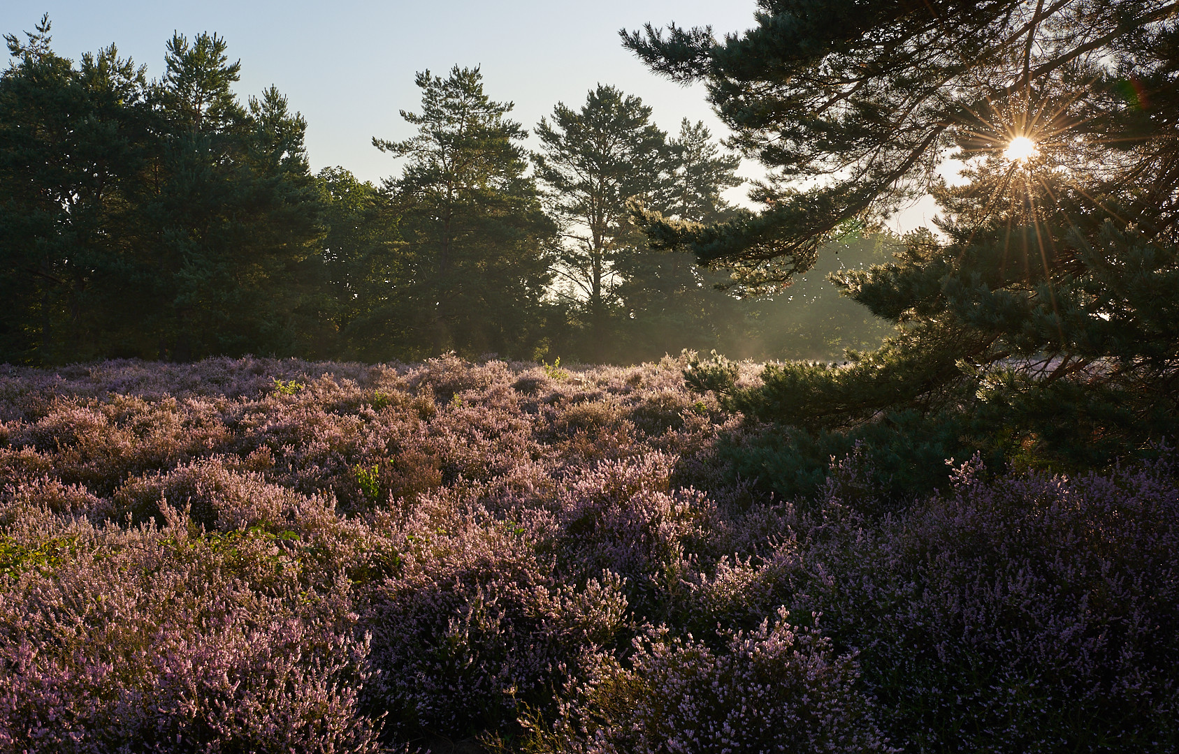 Heute 7 Uhr 20 Lichtstimmung auf der Mehlinger Heide, die Heide steht zur Zeit in voller Blüte.