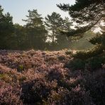 Heute 7 Uhr 20 Lichtstimmung auf der Mehlinger Heide, die Heide steht zur Zeit in voller Blüte.