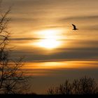 Heute Abend am Gartenzaun