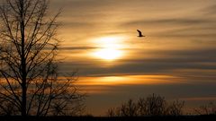 Heute Abend am Gartenzaun