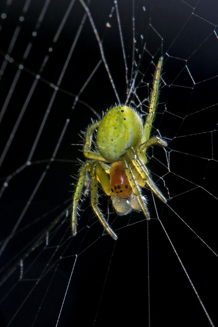 Heute abend auf dem Balkon