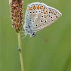 Heute abend auf der Wiese