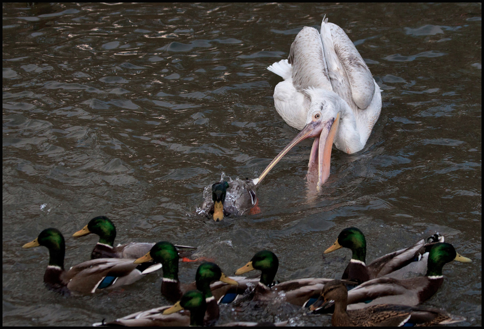 Heute abend gibt es "Ente kross"...