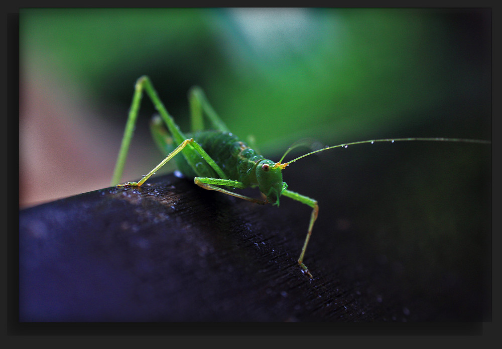 heute abend im garten