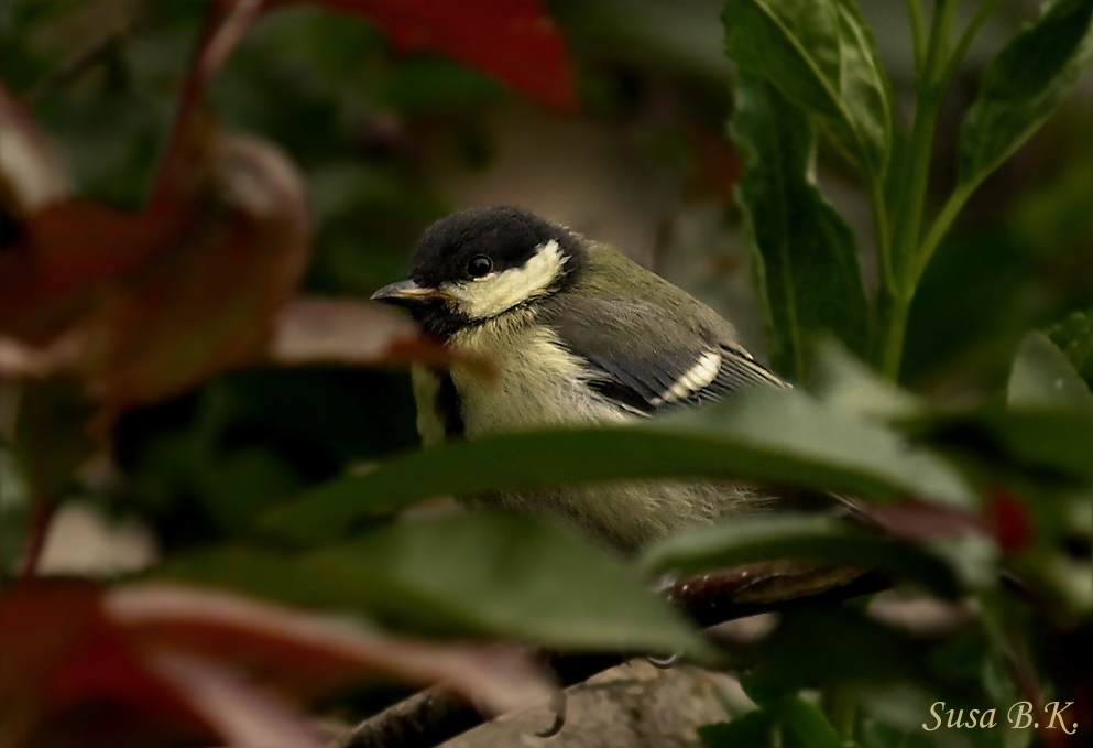 Heute Abend im Garten