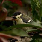 Heute Abend im Garten