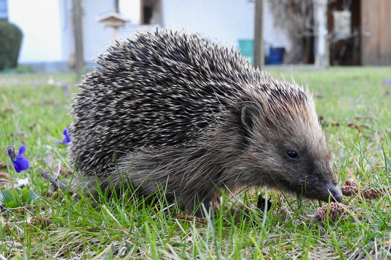 Heute Abend im Garten..