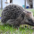 Heute Abend im Garten..