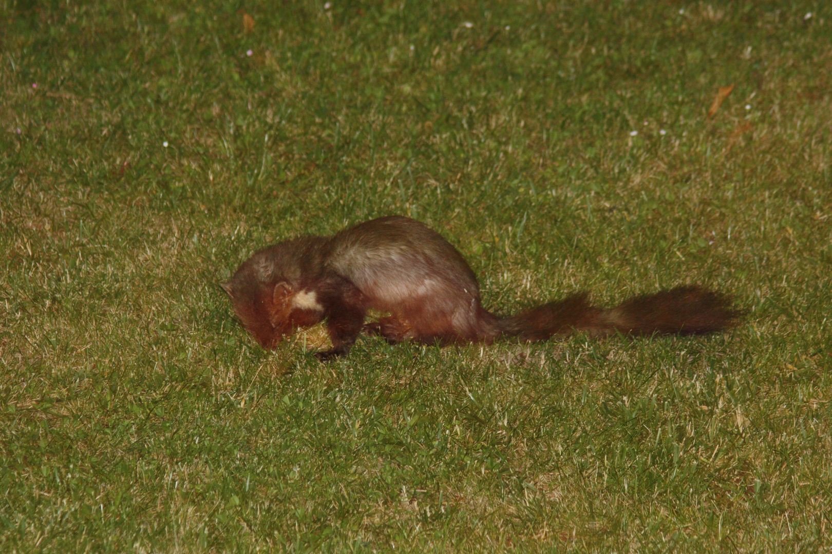 heute Abend im Garten entdeckt... was ist das wirklich für ein Tier? (Steinmarder)