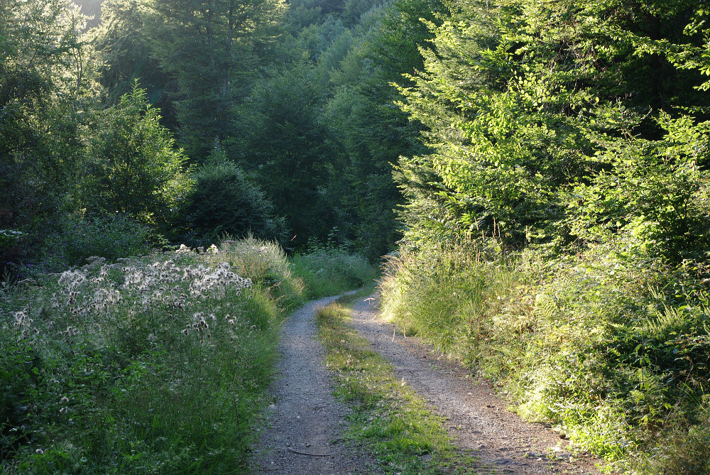 Heute abend im Wald