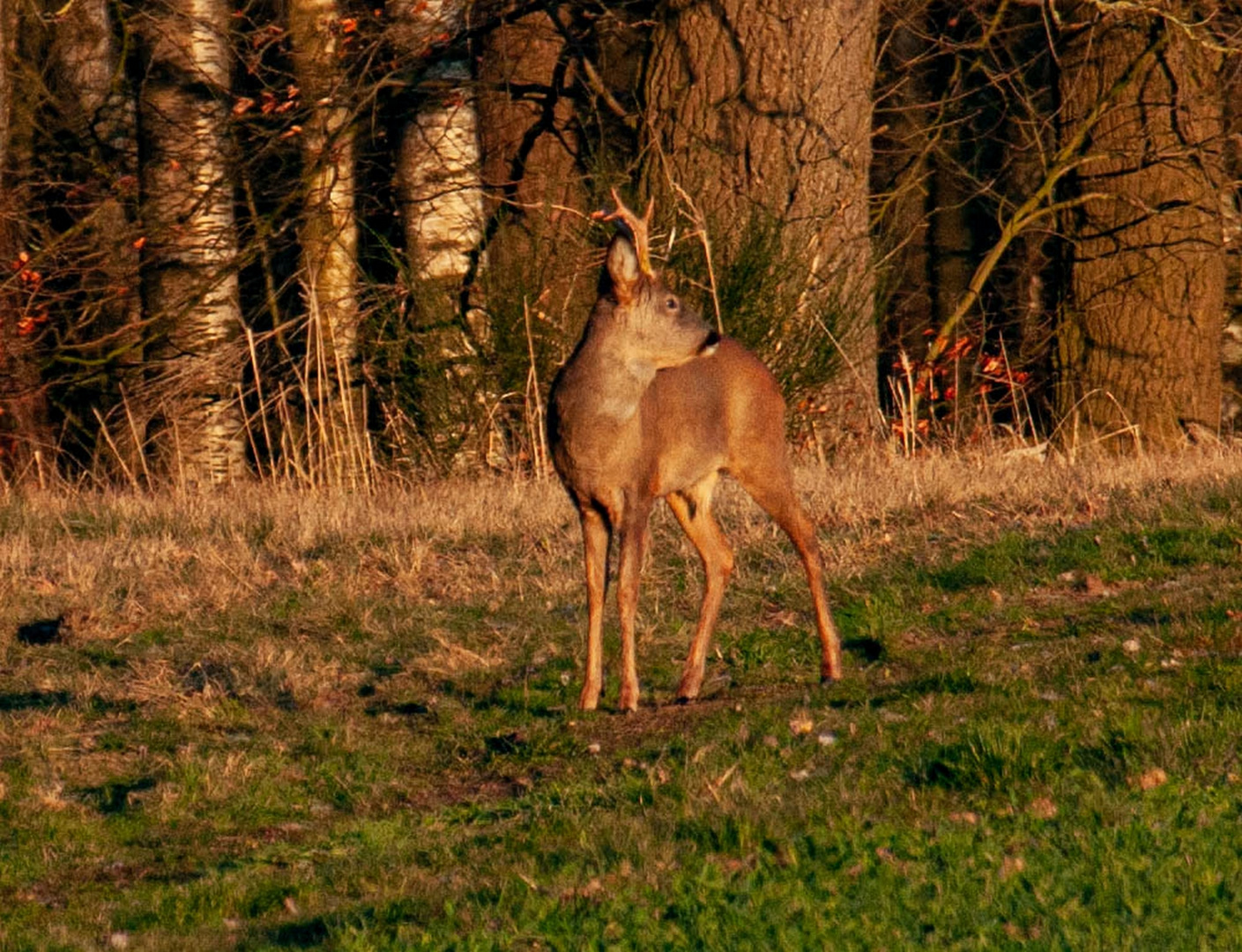 Heute Abend in der Abendsonne 1