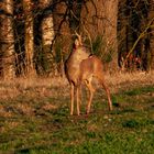 Heute Abend in der Abendsonne 1