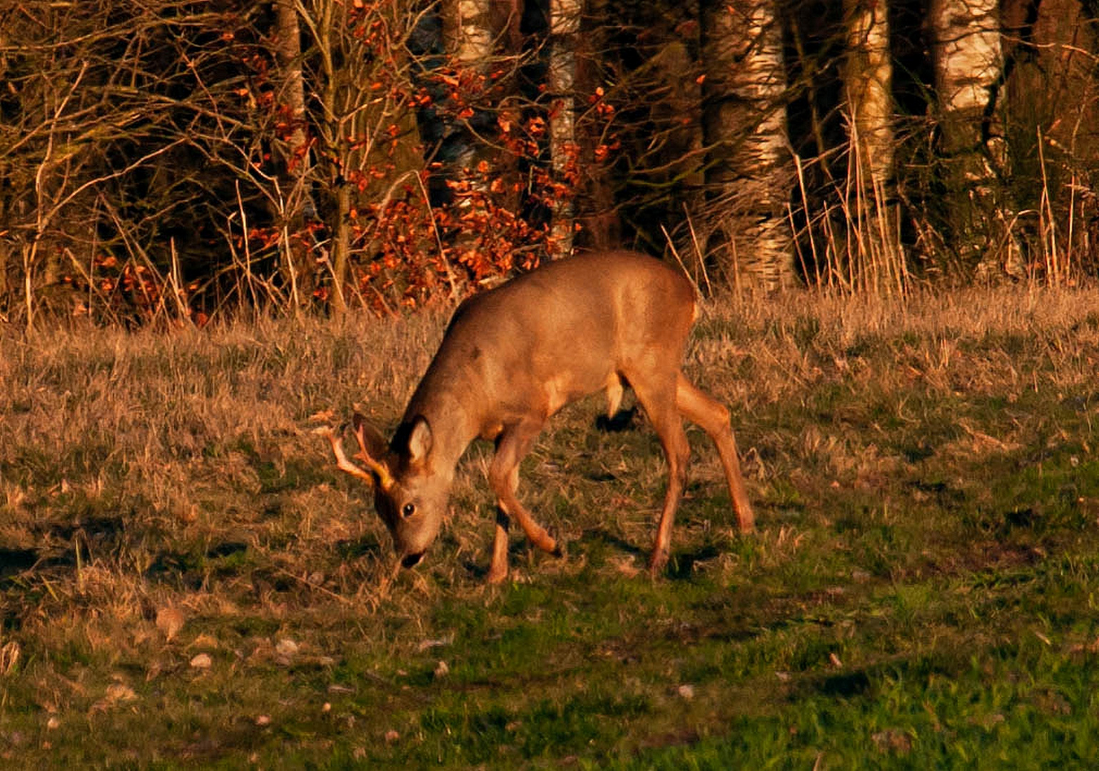 Heute Abend in der Abendsonne 2