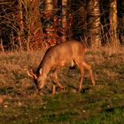 Heute Abend in der Abendsonne 2